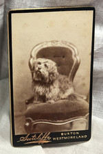 Cairn terrier type usato  Spedire a Italy