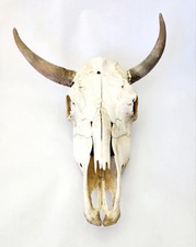 Real cow skull for sale  USA