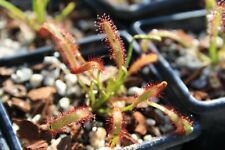 Drosera capensis sundews. for sale  ST. AUSTELL