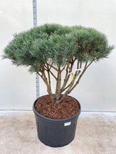 Pinus sylvestris watereri for sale  COVENTRY