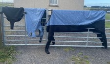 Pony lycra onesy for sale  THURSO