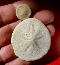 Oursin fossile éocène d'occasion  Cuxac-d'Aude