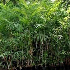 Chamaedorea seifrizii palm for sale  USA