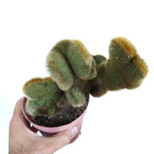 Cleistocactus parapetiensis cr usato  Napoli