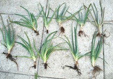 aloe vera pflanze gebraucht kaufen aloe vera pflanze gebraucht kaufen Schwerin-Umland II