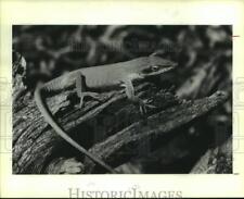 1986 press photo for sale  Memphis