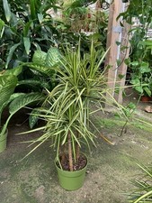 Sun ray dracaena for sale  Chatsworth