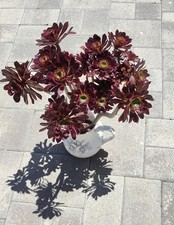 Huge aeonium arboreum for sale  Corona
