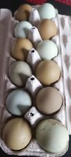 Oeufs fécondés oeufs d'occasion  Lorient