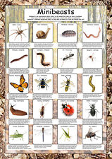 Minibeast poster paper for sale  COALVILLE
