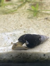 Tylomelania yellow rabbit usato Tylomelania yellow rabbit usato  Saltrio