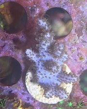 Finger leather coral for sale  FOLKESTONE