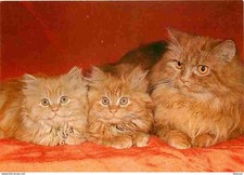 Animals cats persian d'occasion  Expédié en Belgium