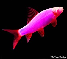 Glo galactic purple for sale  Haslet