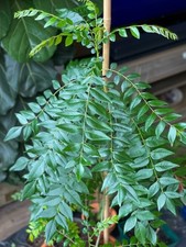 Curry leaf live for sale  Plant City