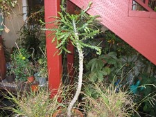 Rare tree euphorbia for sale  San Francisco