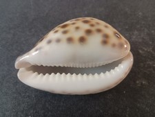 Cypraea cervus cowrie for sale  Victorville