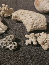 Fossilien muscheln korallen gebraucht kaufen  Frankfurt am Main