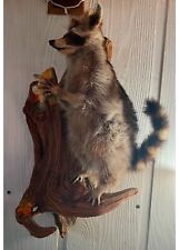 Taxidermy raccoon wall for sale  North Bend