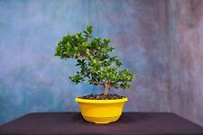 Premna pre bonsai for sale  North Fort Myers