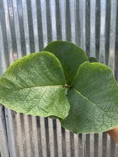 Rare coccoloba pubescens for sale  Homestead