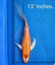 Inch kikokuryu butterfly for sale  Lakeland