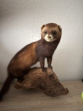 Ausgestopfter marder wurzel gebraucht kaufen  Essen