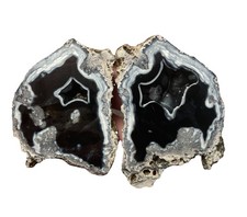 Incredible agatized coral for sale  Hollywood
