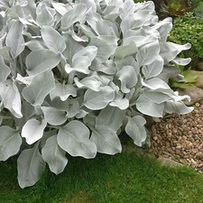 Large senecio angel for sale  GLASGOW