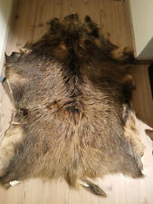 Wildschweinfell jäger trophä gebraucht kaufen  Bad Soden-Salmünster
