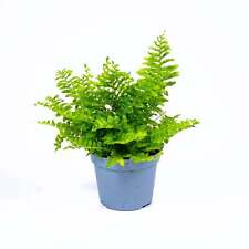 Nephrolepis exaltata boston for sale  BRISTOL