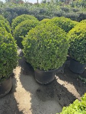 Box buxus ball for sale  UXBRIDGE