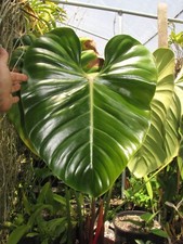 Philodendron lynamii beautiful d'occasion  Expédié en Belgium