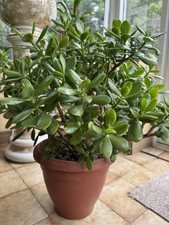 Large jade plant for sale  READING