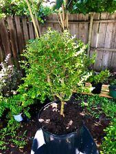 Bonsai bahama berry for sale  Bonita Springs