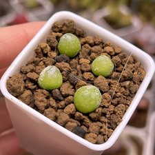 Exact plant 4pcs for sale  GLASGOW