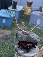 Jade bonsai tree for sale  Pinellas Park