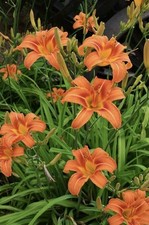Day ditch lily for sale  Mankato