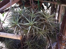Cespo tillandsia tenuifolia usato  Italia