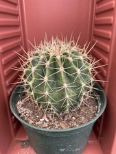 flowering succulent for sale flowering succulent for sale Gilroy