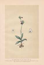 Ophrys Fusca Var. Iricolor - Regenbogen-Ragwurz Lithographie De 1894 Orchidées comprar usado  Enviando para Brazil