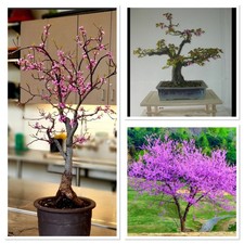 Outdoor bonsai starter for sale  CAERNARFON