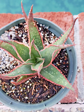Aloe krakatoa mature for sale  Saratoga