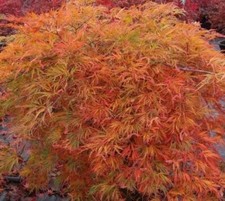 Orangeola weeping laceleaf for sale  Pelzer