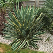 gloriosa yucca for sale gloriosa yucca for sale Redmond