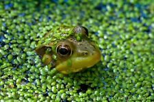1500 duckweed floating for sale  BRIDGWATER