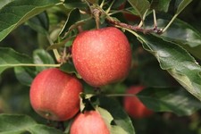 One seedling gala for sale  Kingsburg