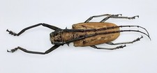 Cerambycidae batocera numitor gebraucht kaufen  Wadern