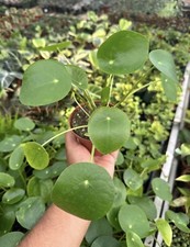 Pilea peperomioides for sale  Garden Grove