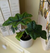 Alocasia jacklyn houseplant for sale  GREAT YARMOUTH